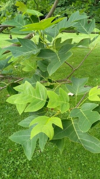 Liriodendron chinensis leaf