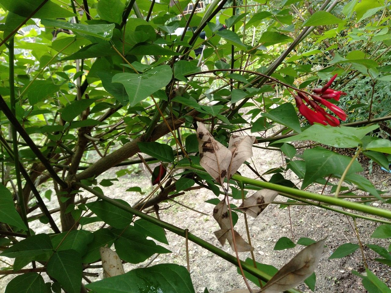 Erythrina bidwillii flower