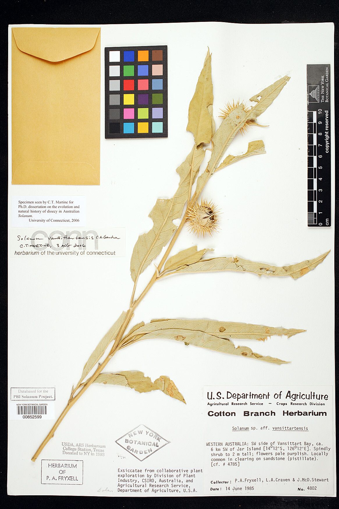 Solanum vansittartense — houseplant care guide