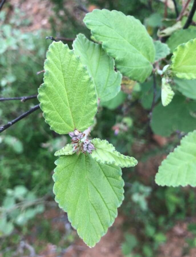 Melochia pyramidata — houseplant care guide