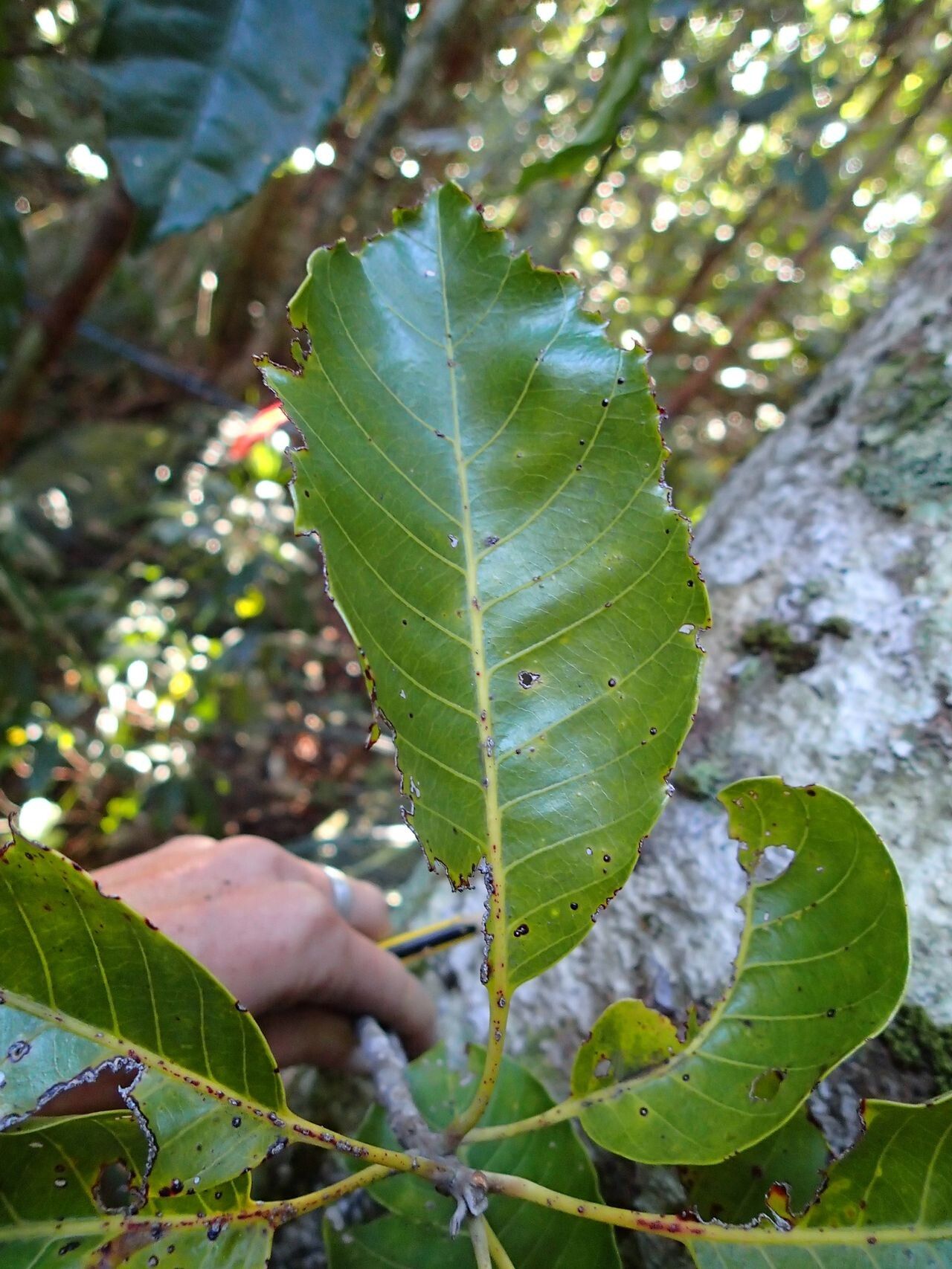 Planchonella sphaerocarpa leaf