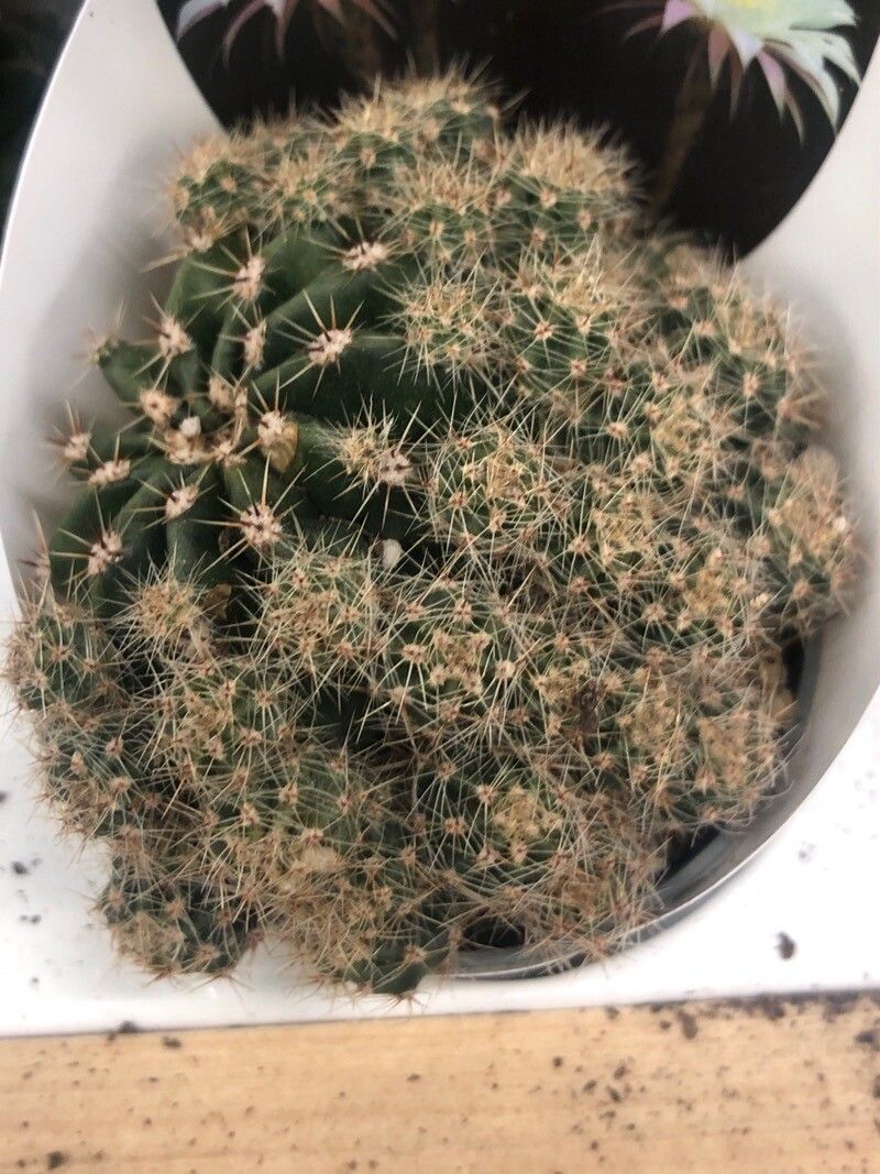 Echinopsis eyriesii