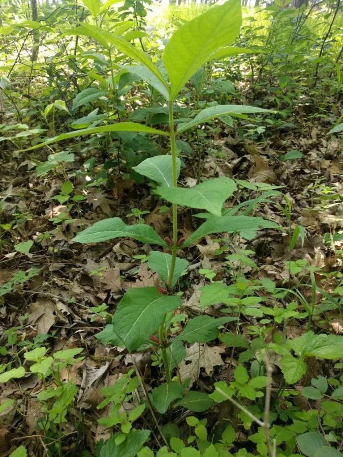 Triosteum perfoliatum — search result for 'Caprifoliaceae'