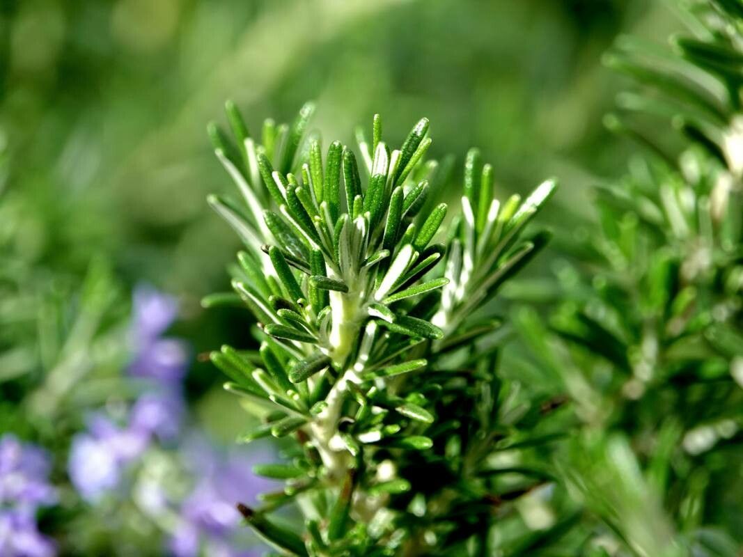 Salvia jordanii — search result for 'Jordan'