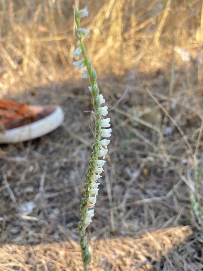 Spiranthes aestivalis — related species from the same genus