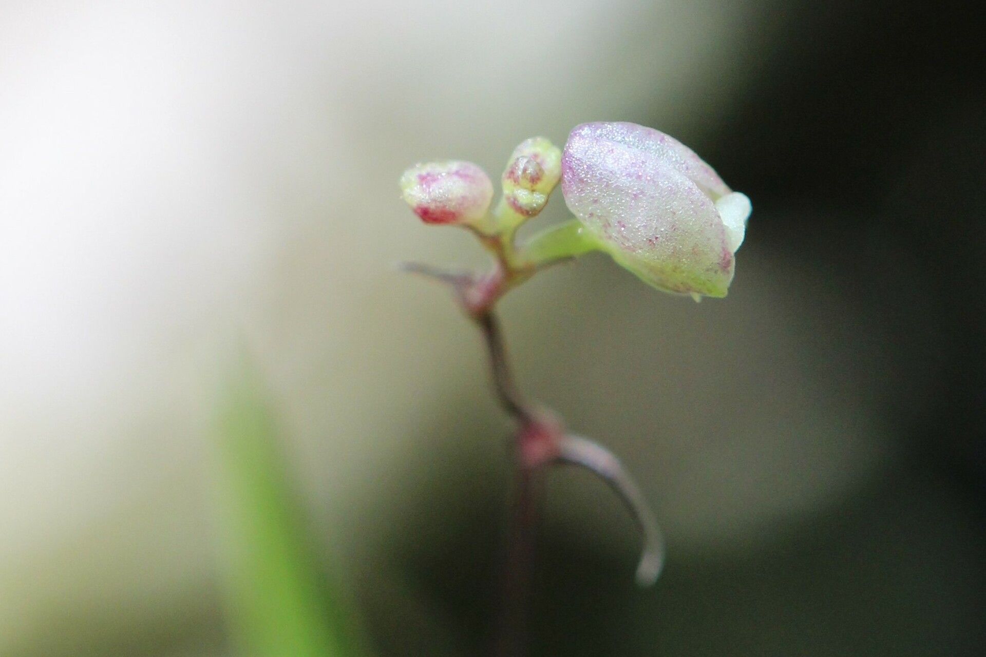 Polystachya seticaulis — houseplant care guide