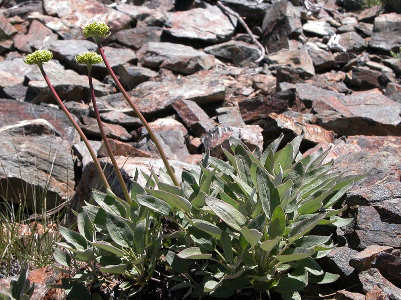Eriogonum compositum habit