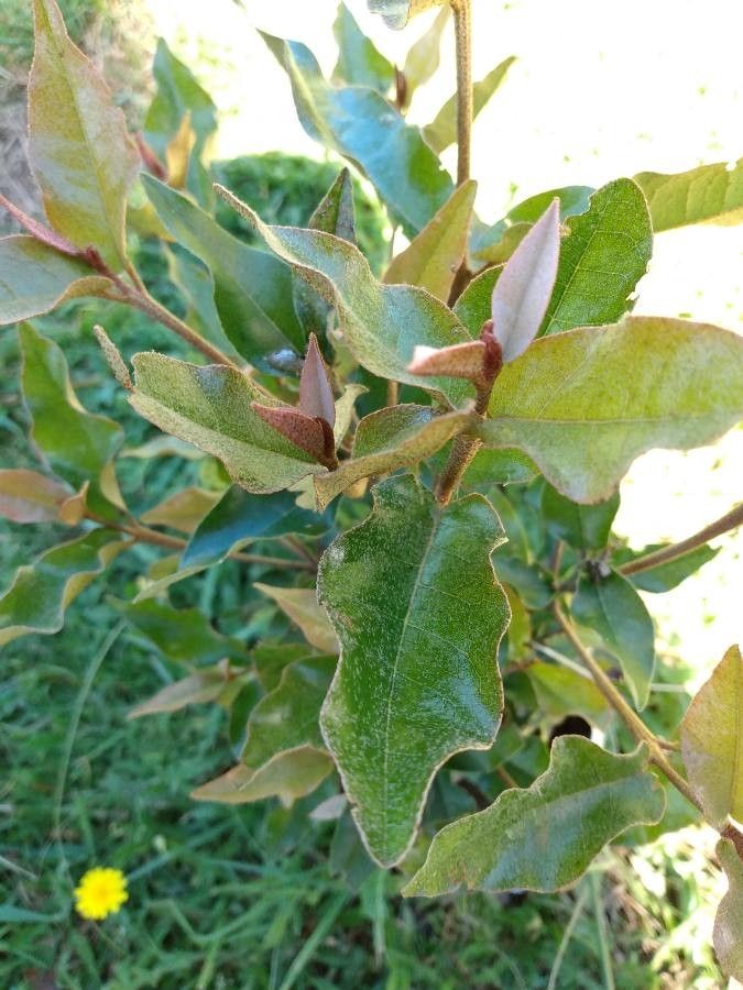 Aextoxicon punctatum leaf