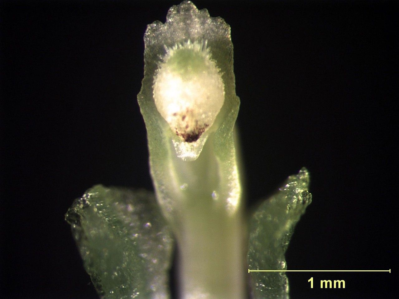 Acianthera aberrans bark