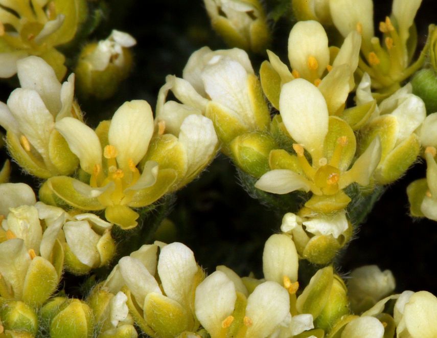 Cusickiella quadricostata — houseplant care guide