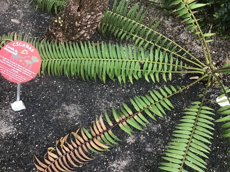 Encephalartos longifolius — search result for 'Zamiaceae'