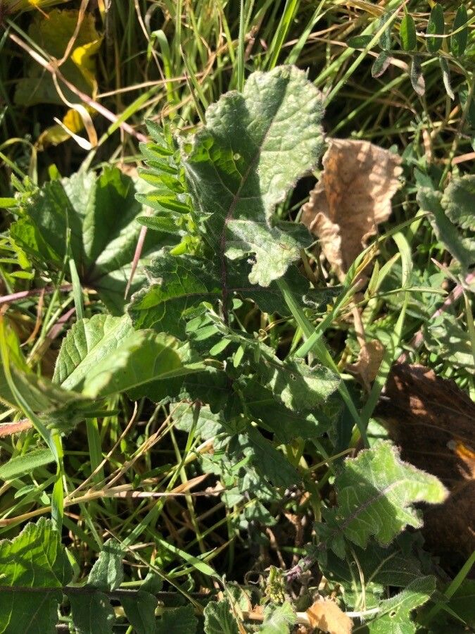 Erucastrum incanum leaf