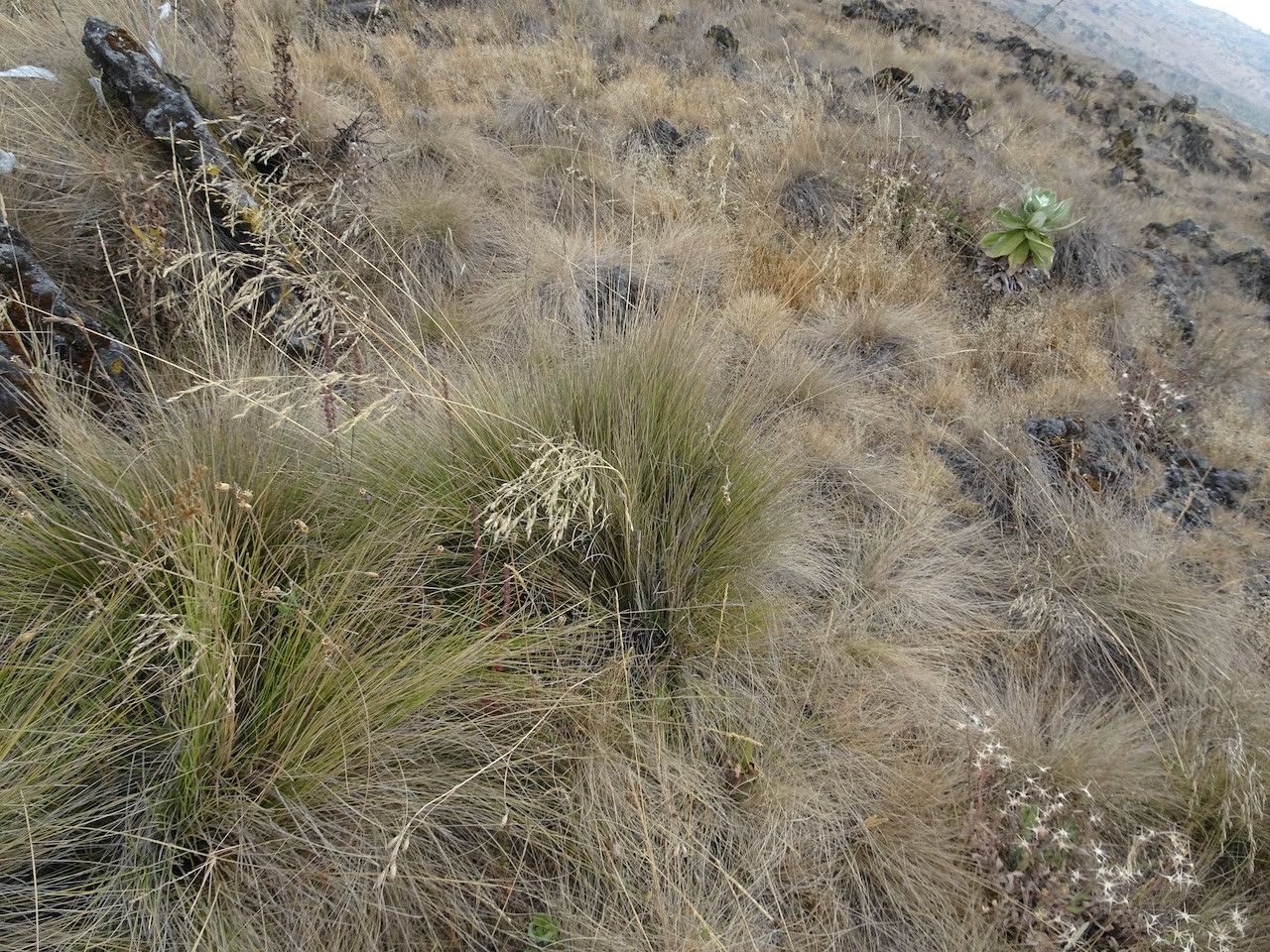 Festuca abyssinica — related species from the same genus