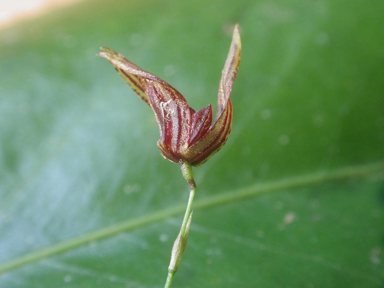 Specklinia simmleriana flower