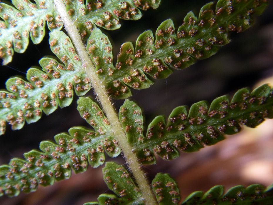 Thelypteris resinifera bark