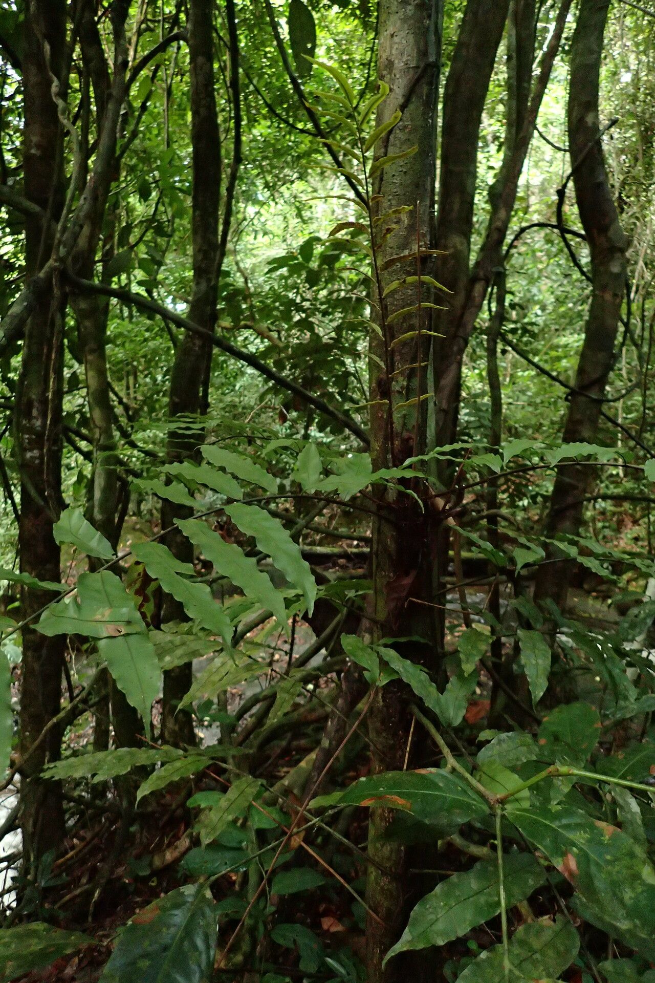 Lomariopsis rossii habit