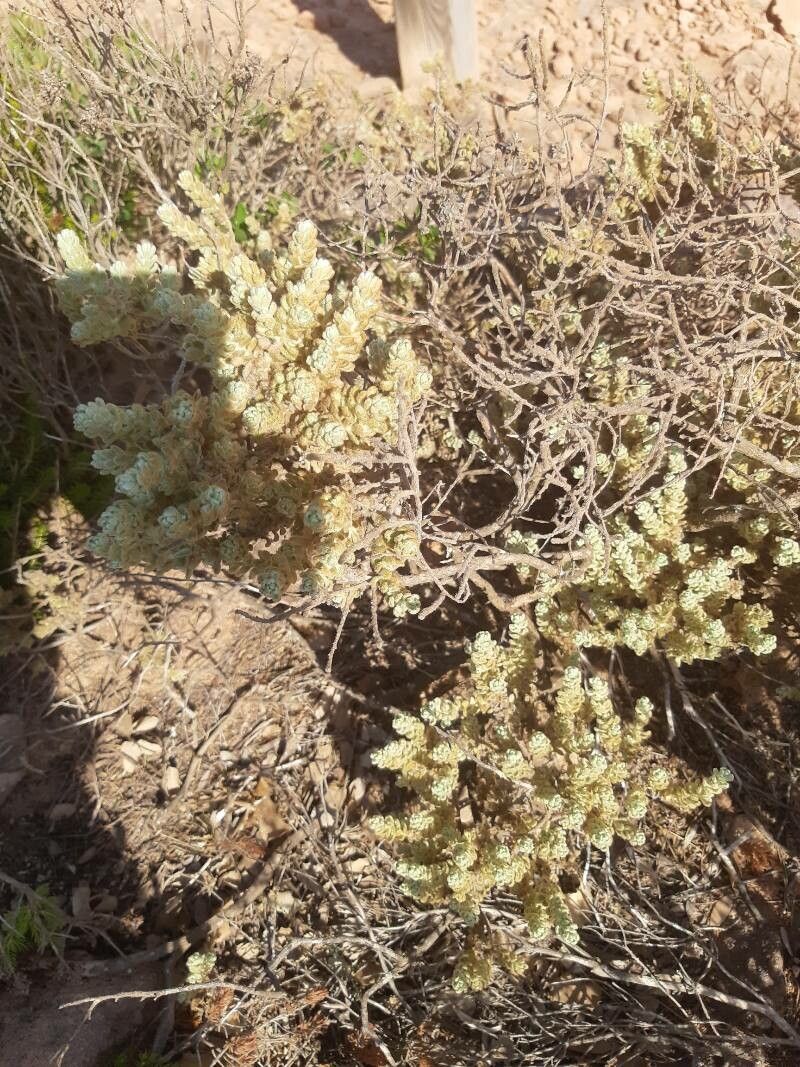 Thymelaea velutina flower