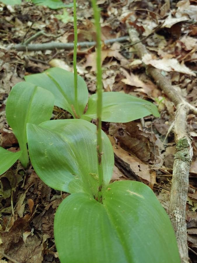 Liparis liliifolia leaf