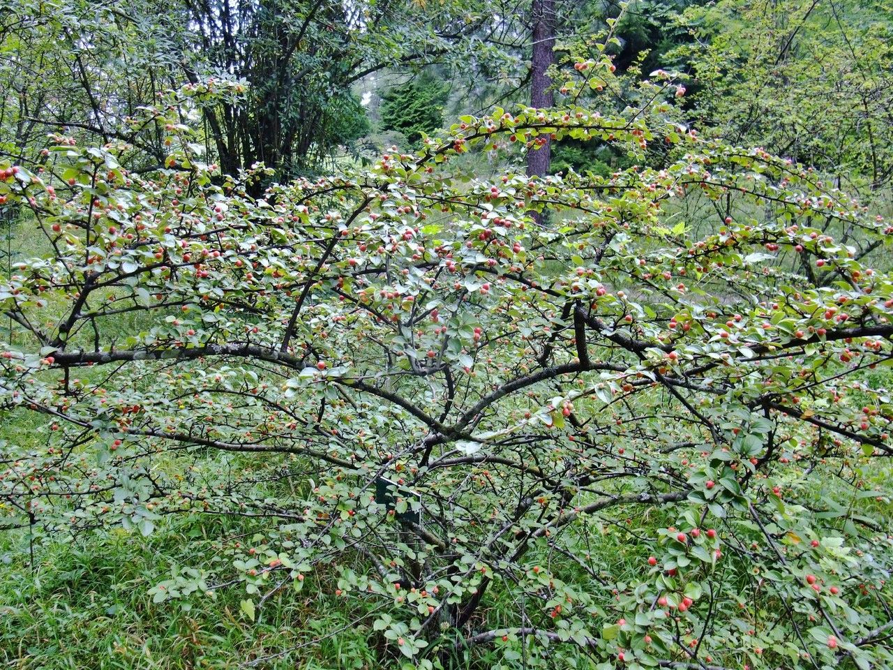 Cotoneaster kitaibelii habit