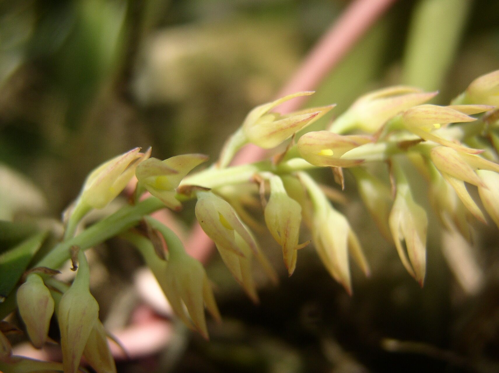 Bulbophyllum nigritianum flower