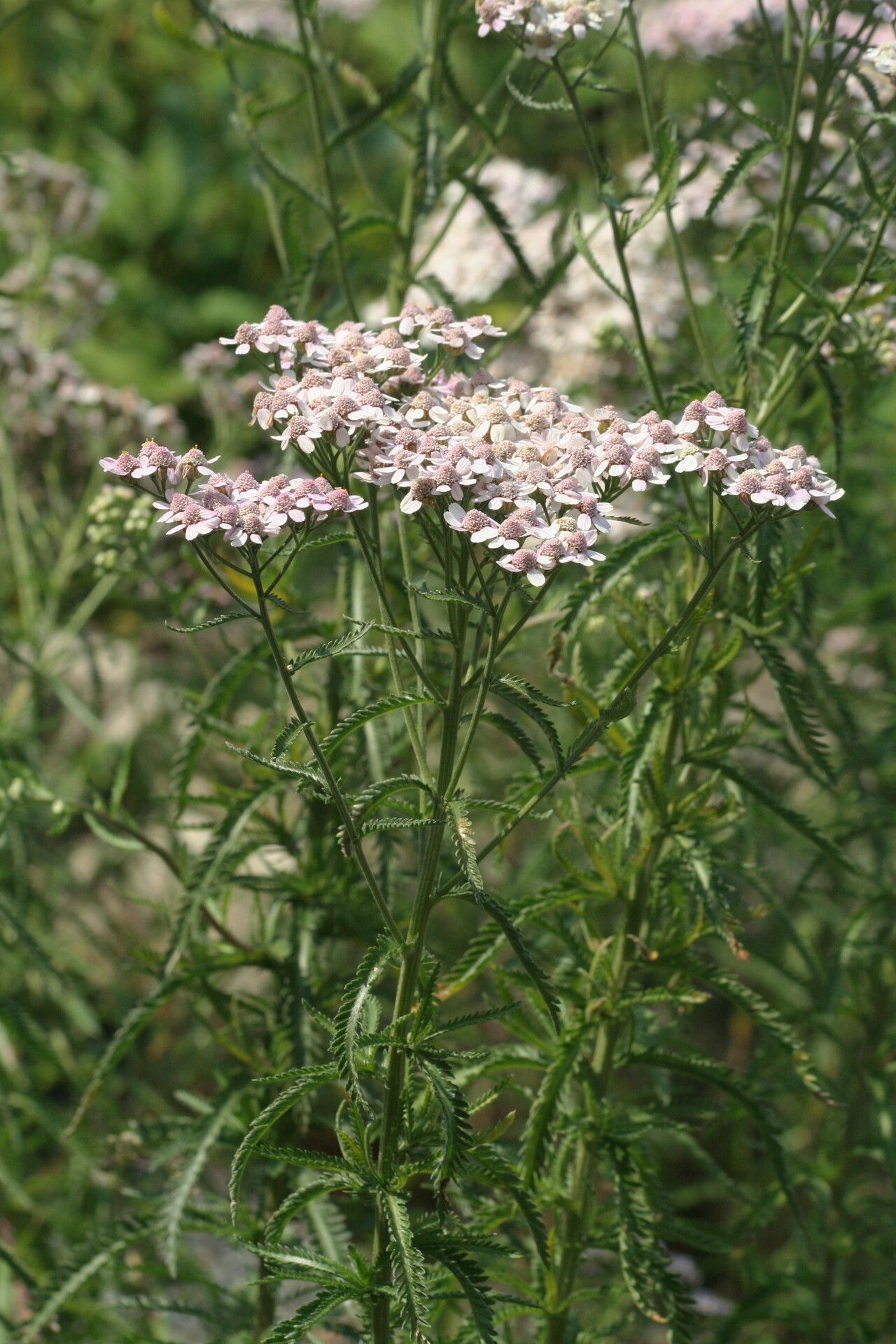 Achillea alpina flower