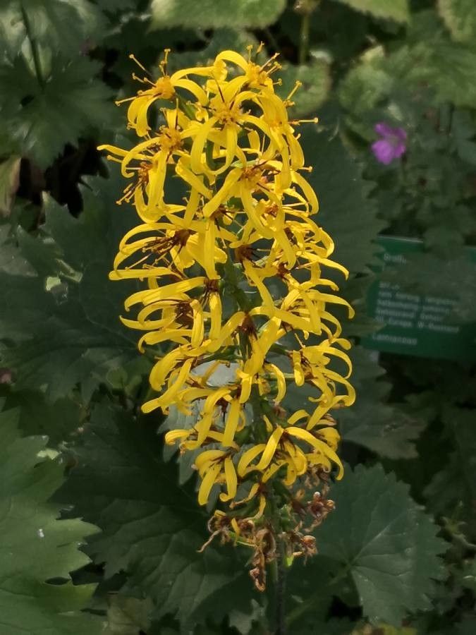 Ligularia wilsoniana flower
