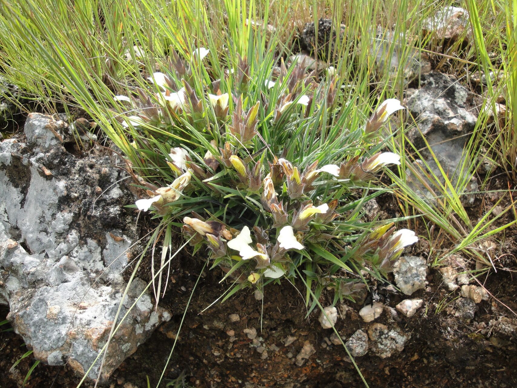 Blepharis cuanzensis — houseplant care guide