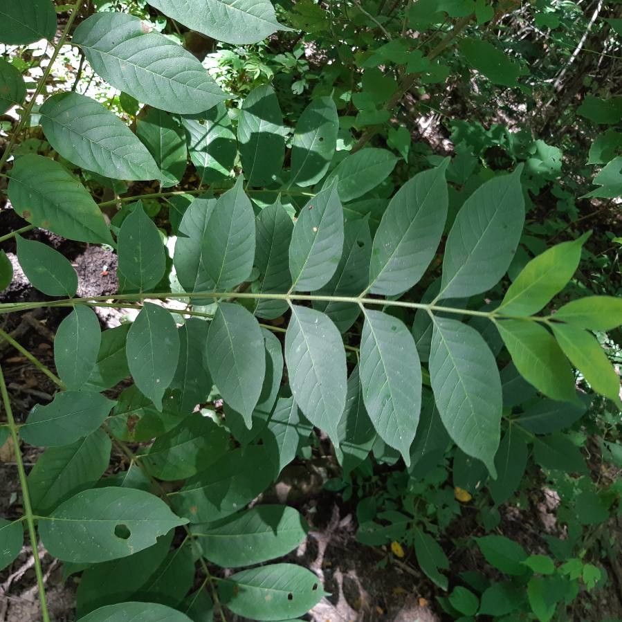 Trichilia americana leaf