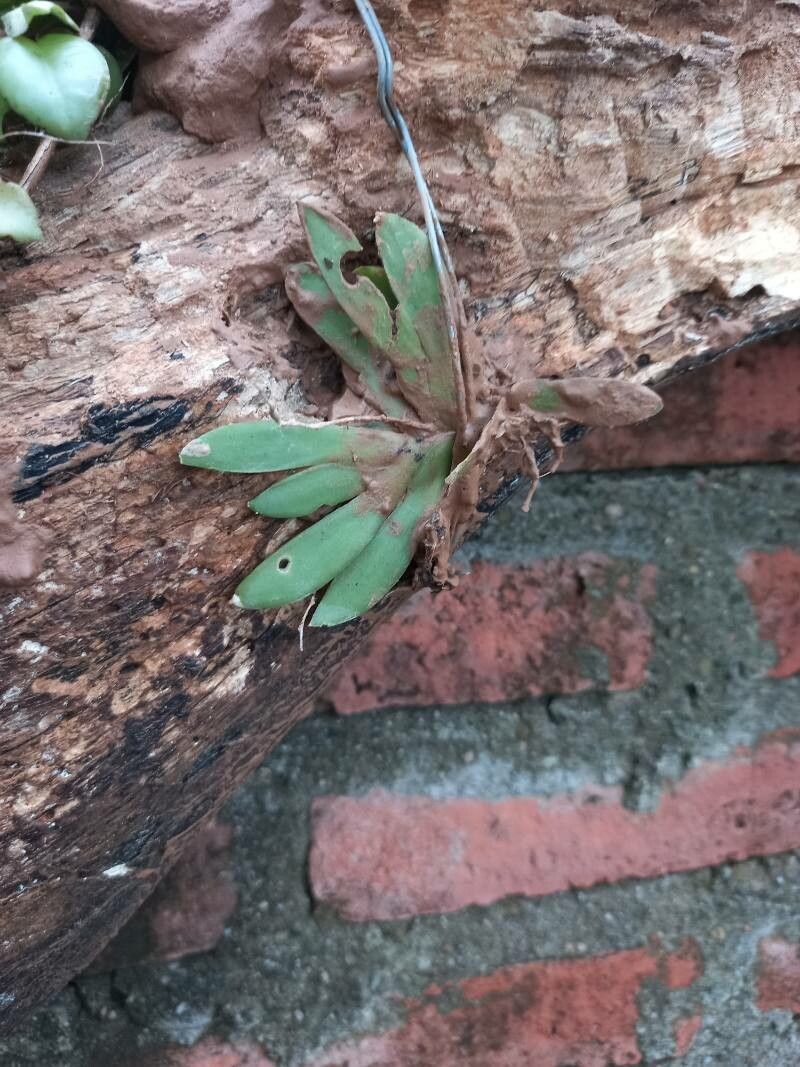 Oberonia titania leaf