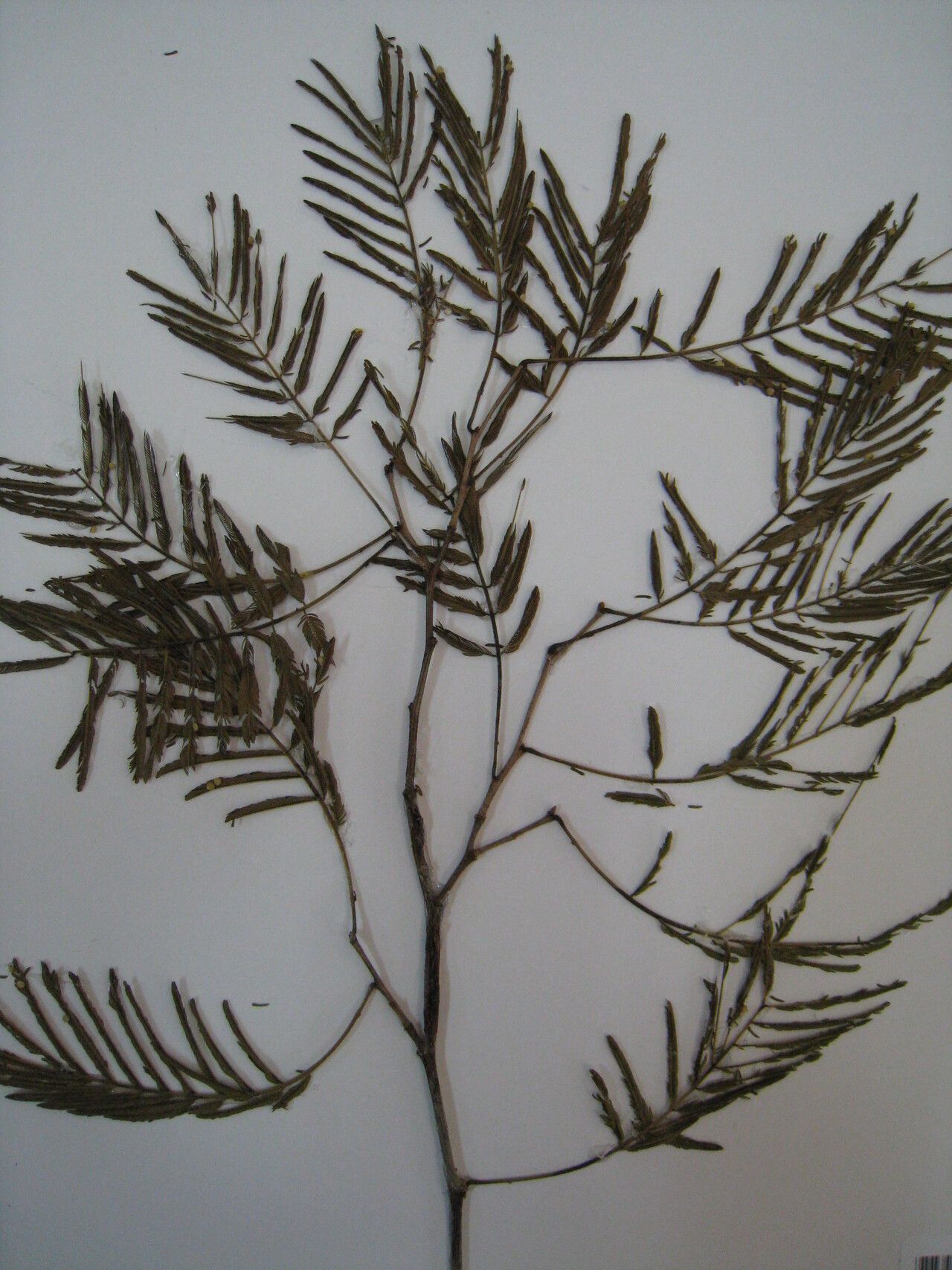 Chloroleucon acacioides — related species from the same genus