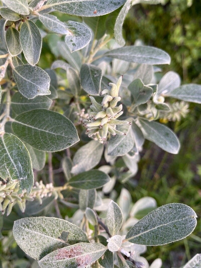 Salix lapponum fruit