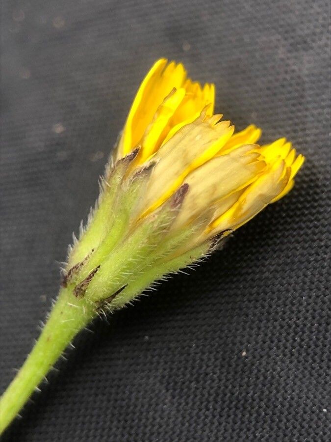 Leontodon hirtus flower