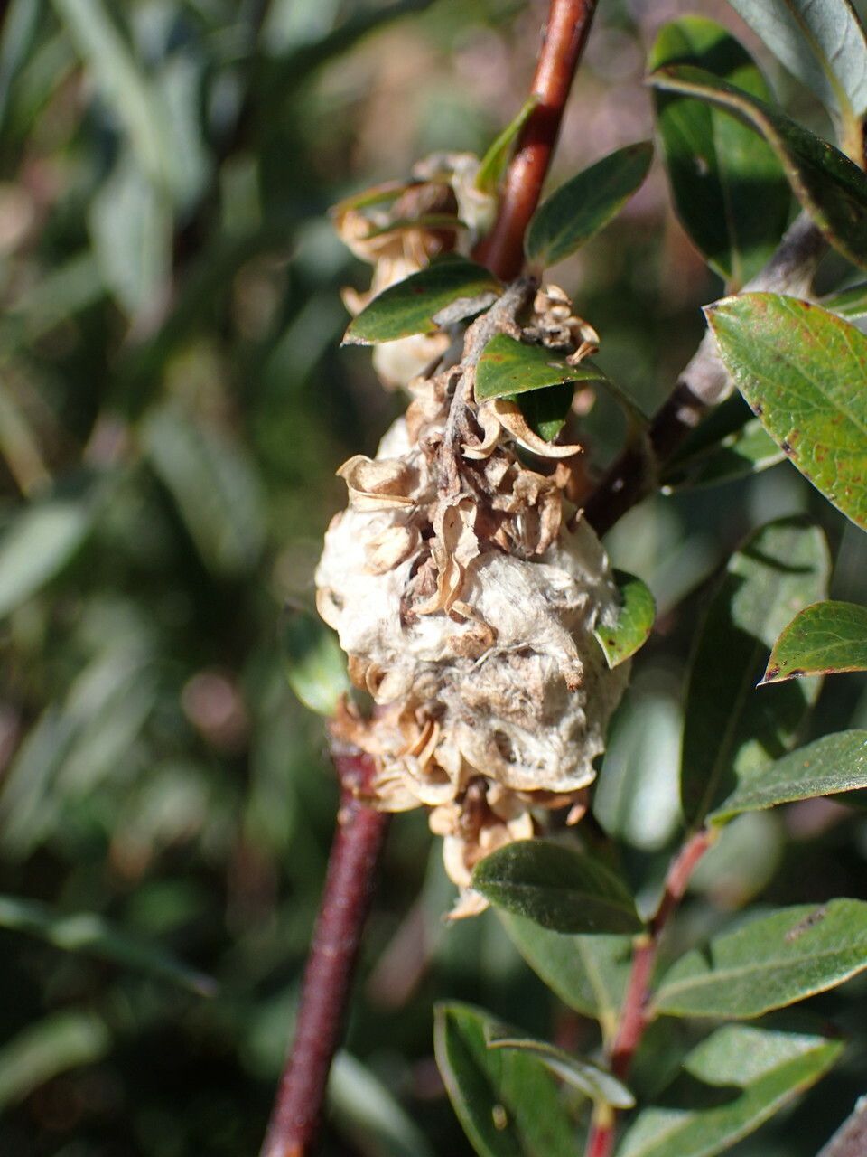 Salix repens fruit