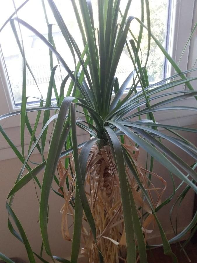 Nolina recurvata leaf