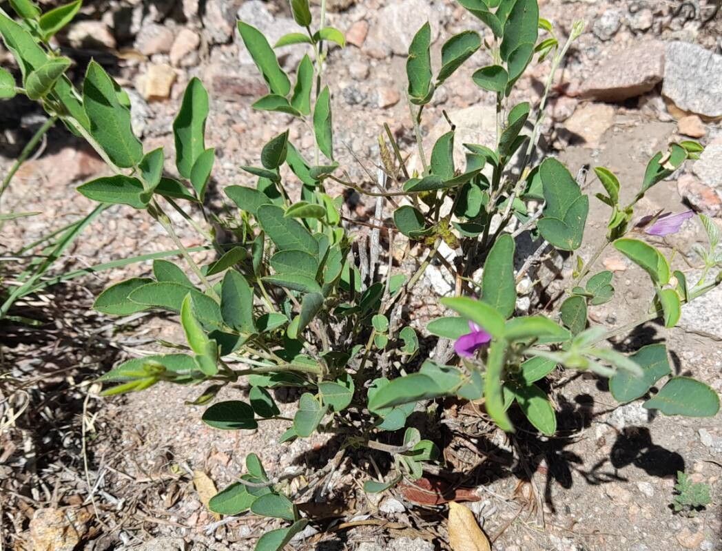 Galactia latisiliqua habit