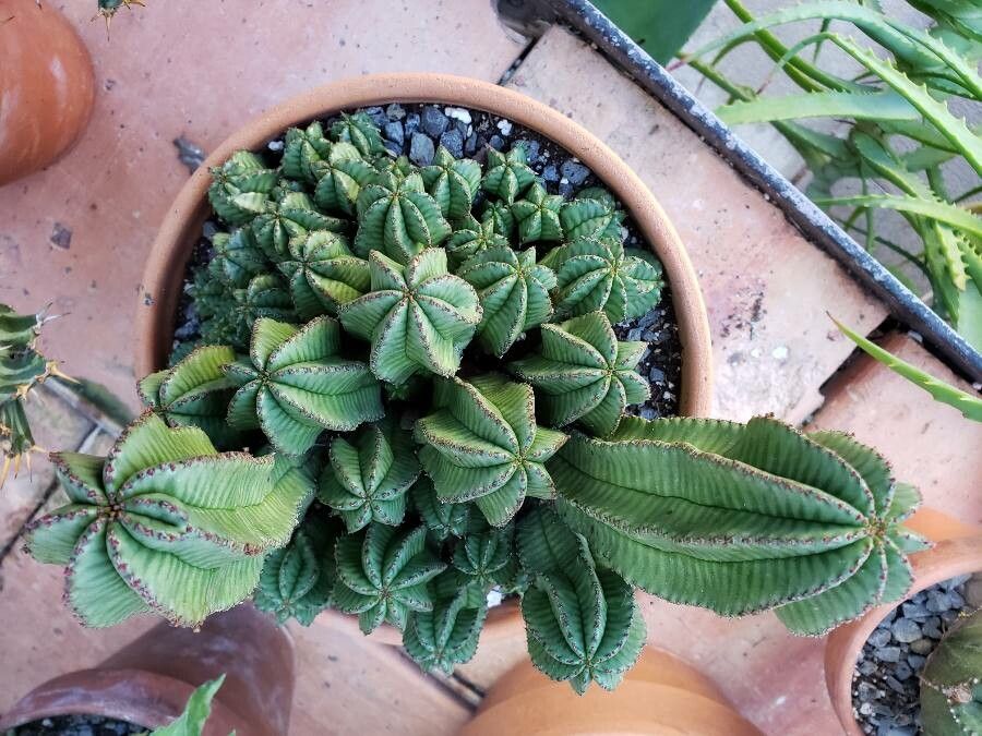 Euphorbia polygona habit