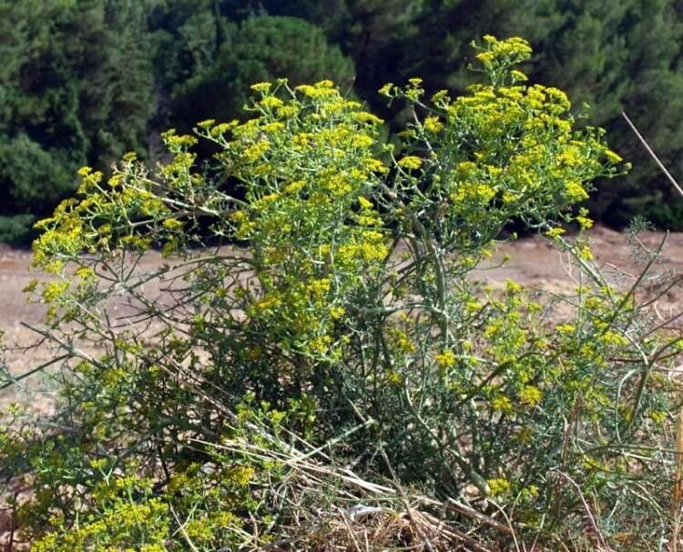 Echinophora tenuifolia habit