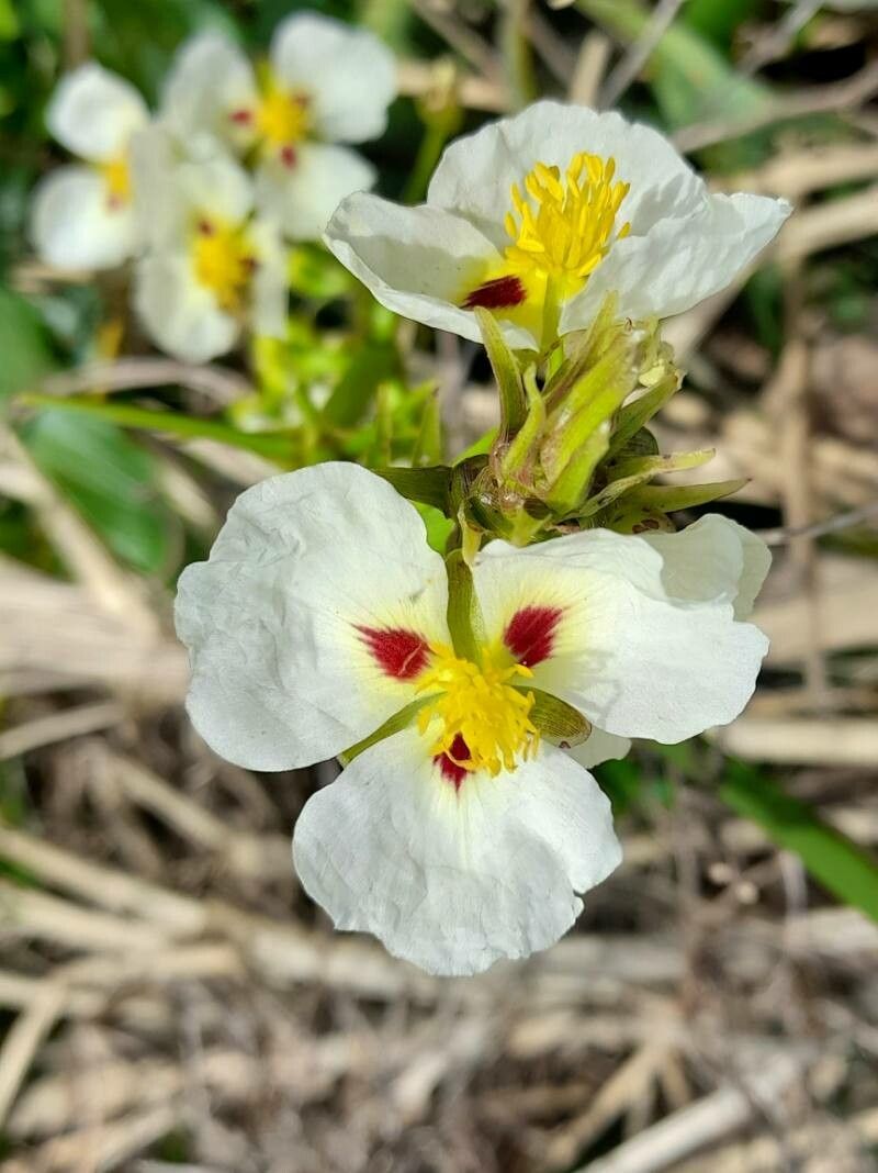 Sagittaria montevidensis flower