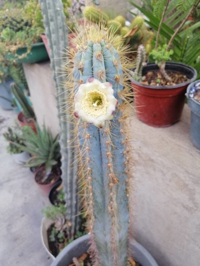 Pilosocereus pachycladus flower