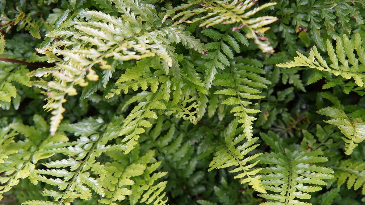 Asplenium lamprophyllum leaf