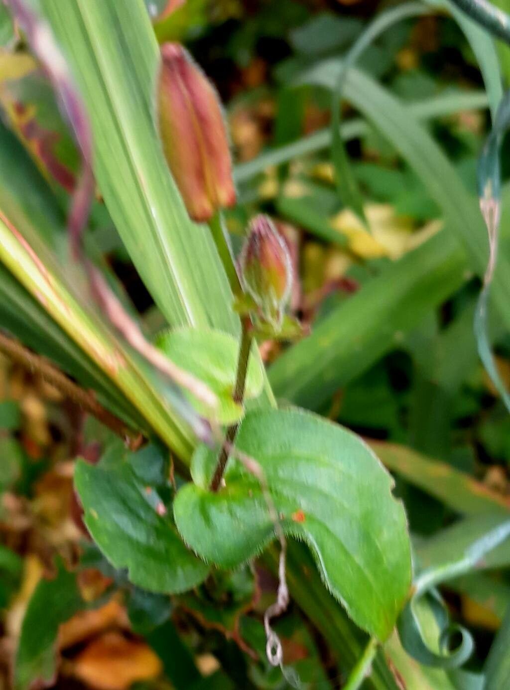 Tricyrtis hirta flower