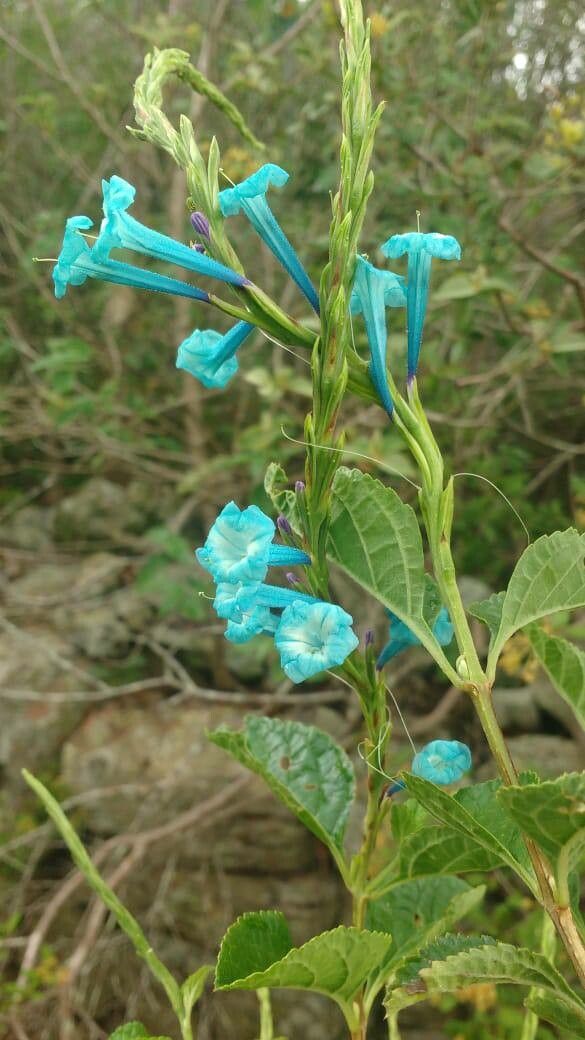 Stachytarpheta quadrangula flower