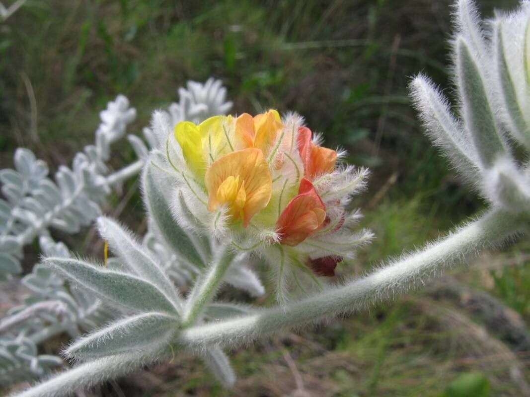 Anthyllis tejedensis — search result for 'Anthyllis'