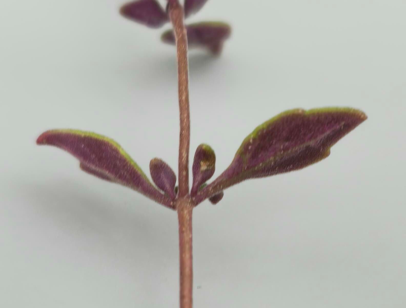 Aeollanthus saxatilis — houseplant care guide