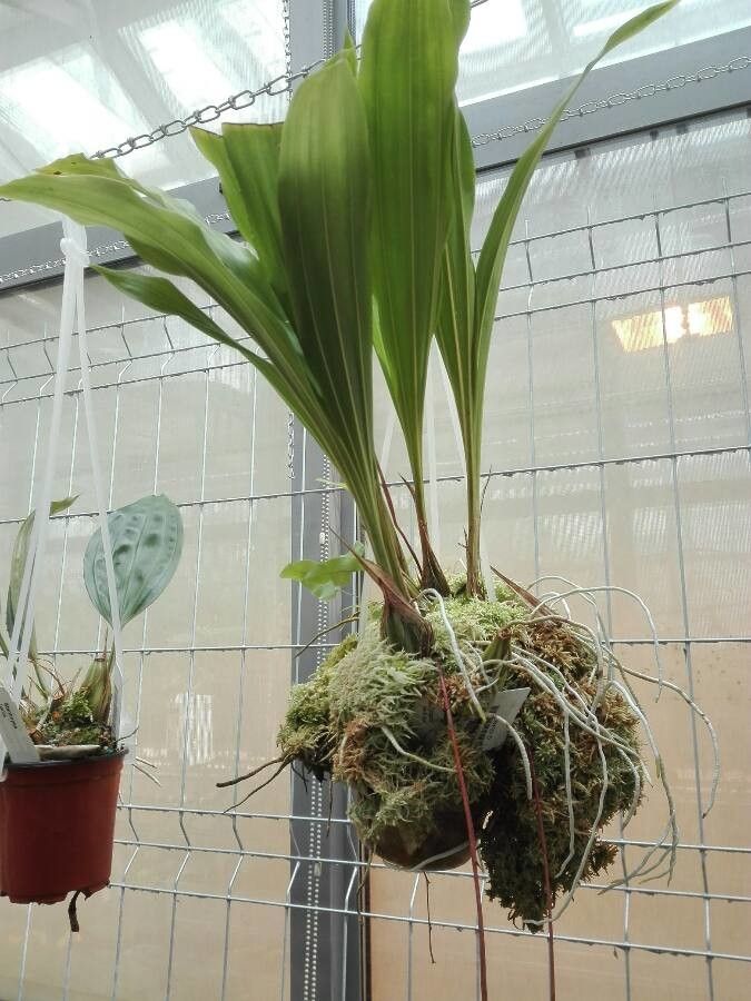 Gongora claviodora — related species from the same genus