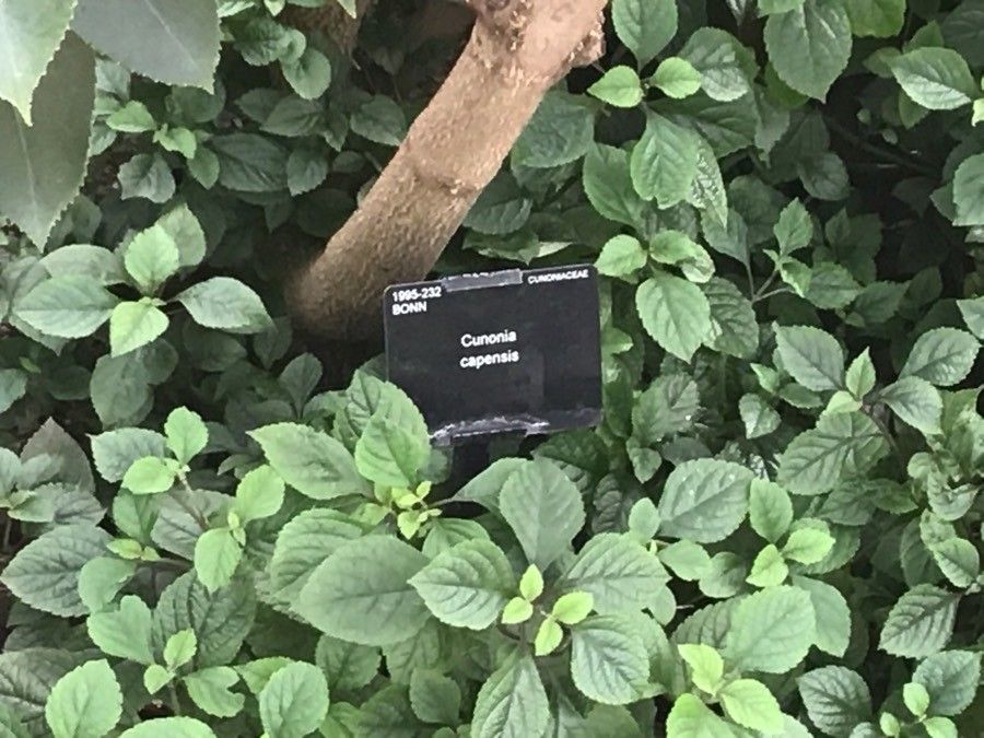 Cunonia capensis bark