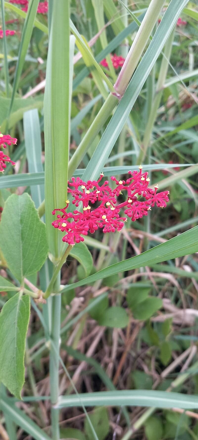 Cissus spinosa flower
