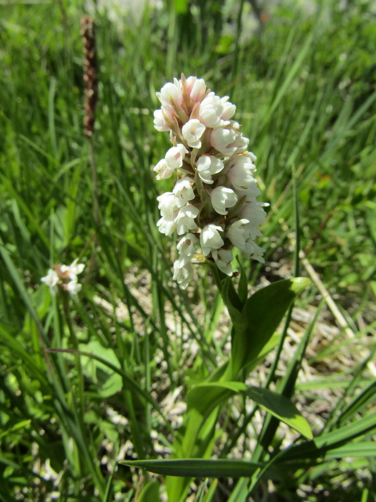 Gymnadenia frivaldii — houseplant care guide