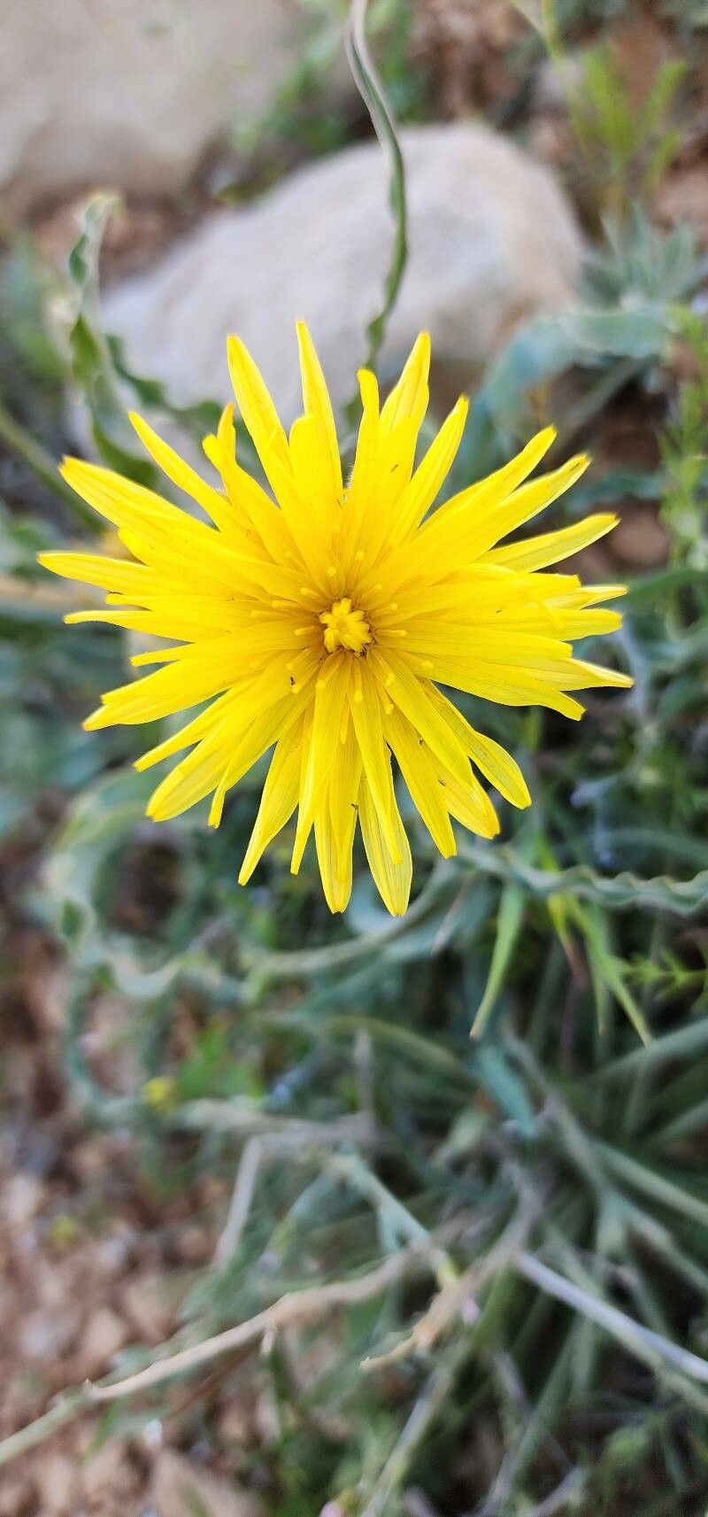 Scorzonera schweinfurthii flower