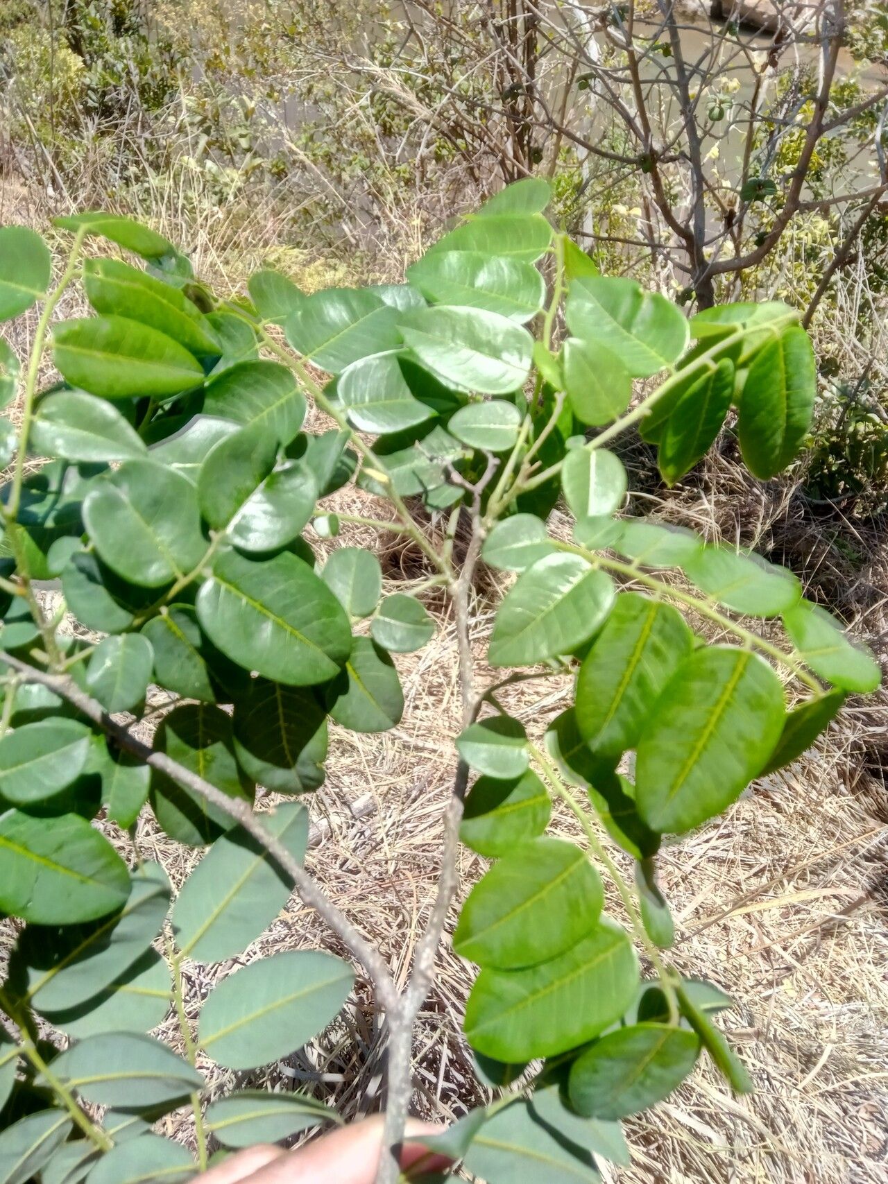 Dalbergia emirnensis — houseplant care guide